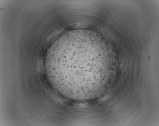 X0000074230506200609081624