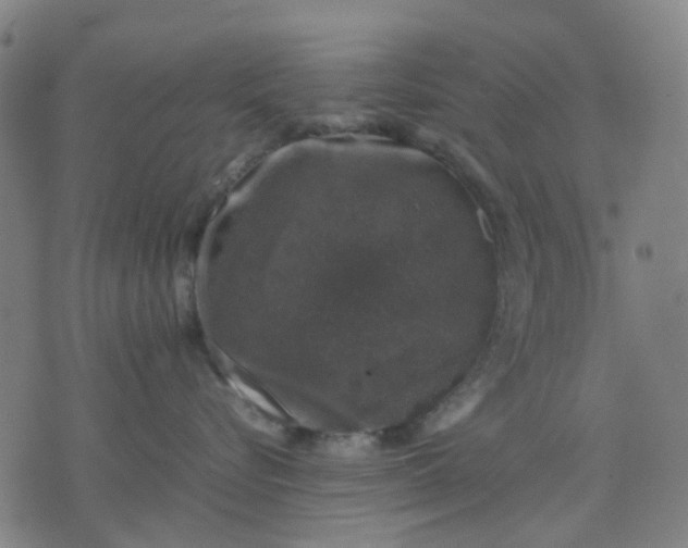 X0000074230576200609081624