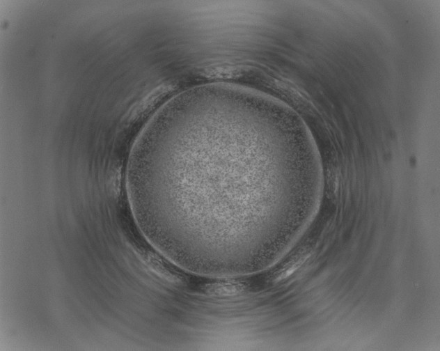 X0000074230652200609081622