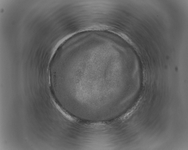 X0000074230838200609081619