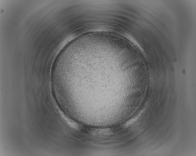 X0000074230845200609081619