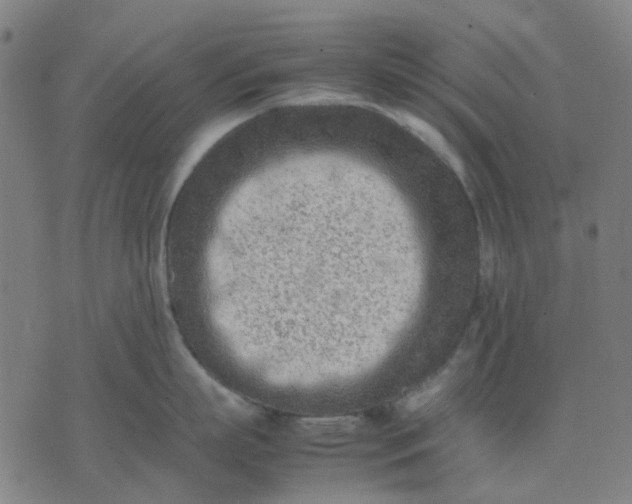 X0000074230863200609081619