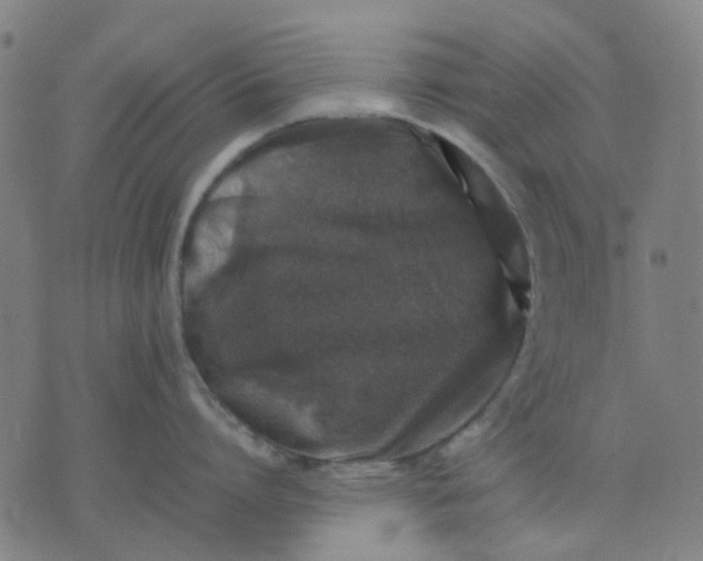 X0000074230864200609081619