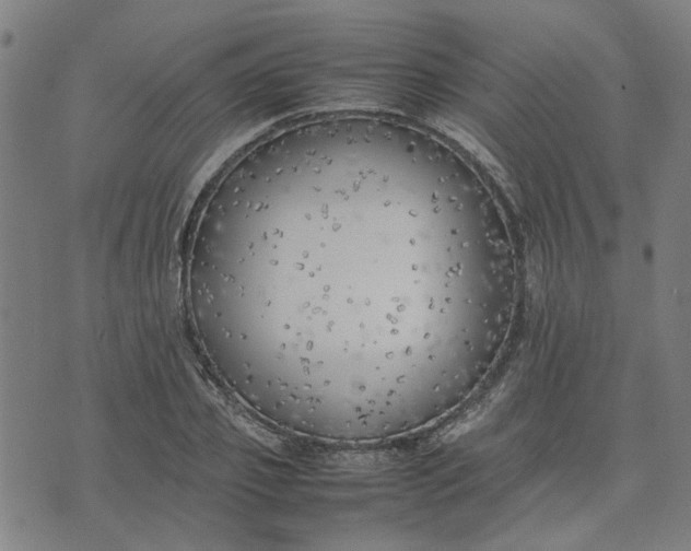 X0000074230933200609081617