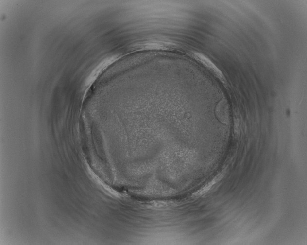 X0000074230938200609081617