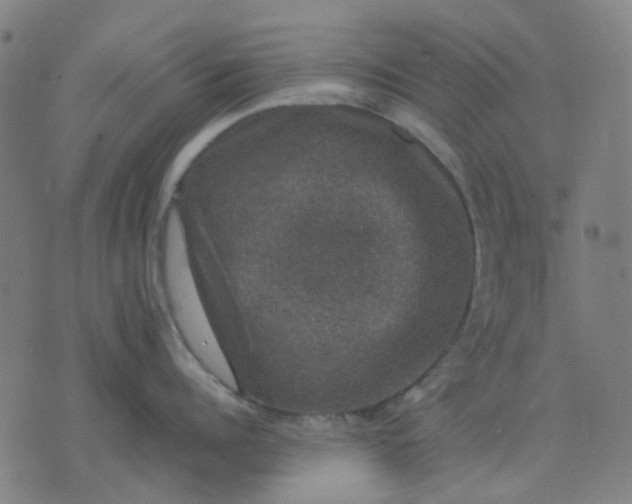 X0000074230960200609081618