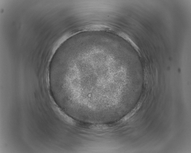 X0000074231083200609081615