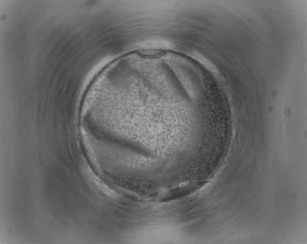 X0000074231248200609081613