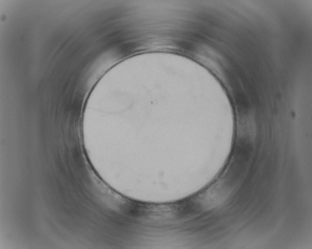 X0000074231338200609081611