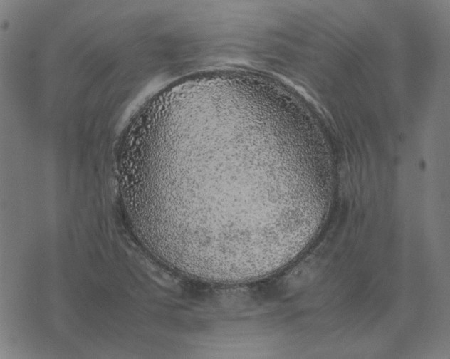 X0000074231363200609081610