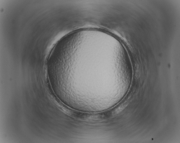 X0000074231367200609081610