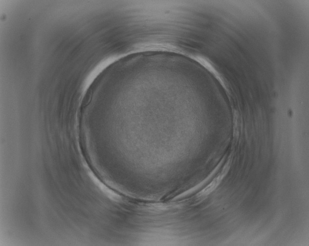 X0000074231438200609081610