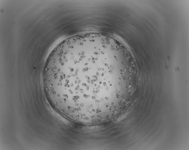 X0000074231243200609151638