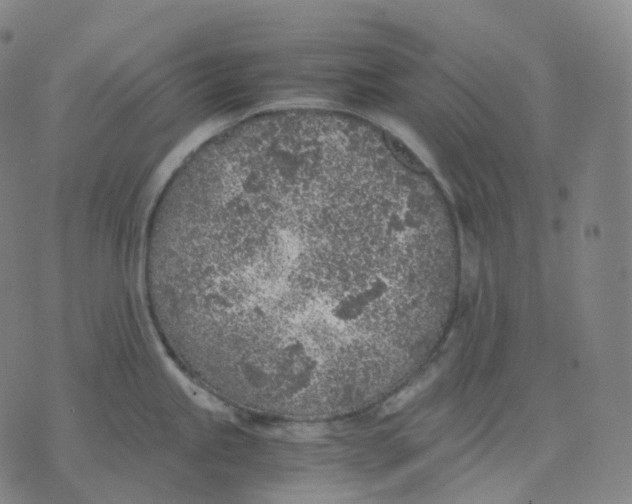 X0000074231245200609151638