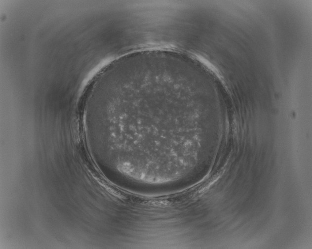 X0000074231310200609151636