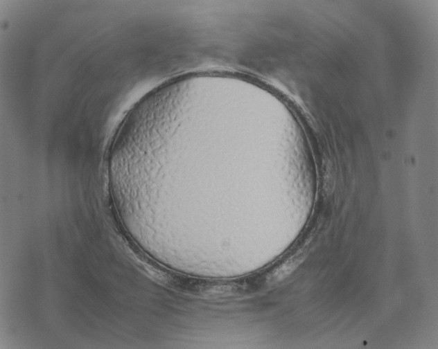 X0000074231367200609151636