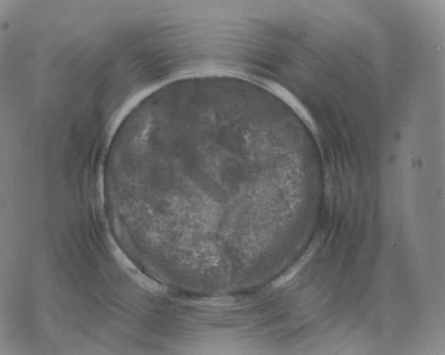 X0000074231388200609151635