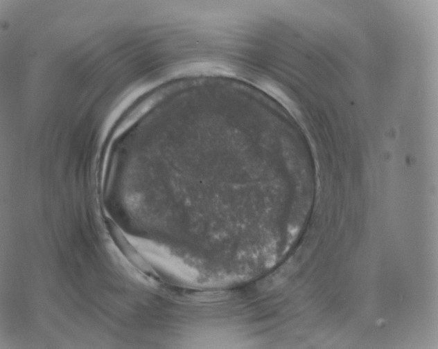 X0000074231392200609151635