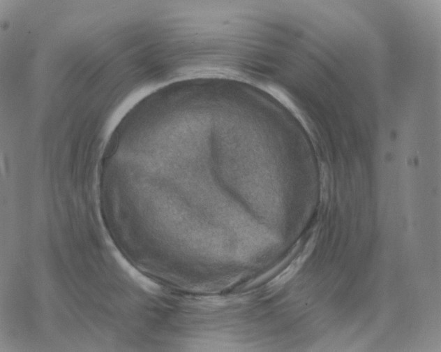 X0000074231438200609151635