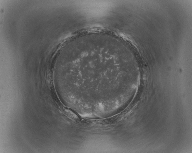 X0000074231445200609151634