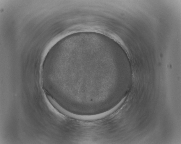 X0000074231528200609151633