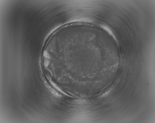 X0000074230952200609222030