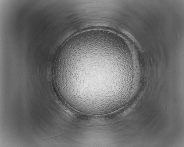 X0000074230977200609222029