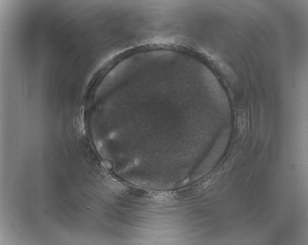 X0000074231262200609222024