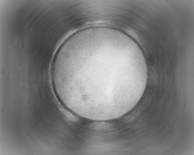 X0000074231474200609222020