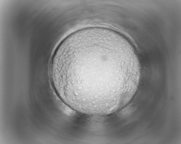 X0000074241514200609222046
