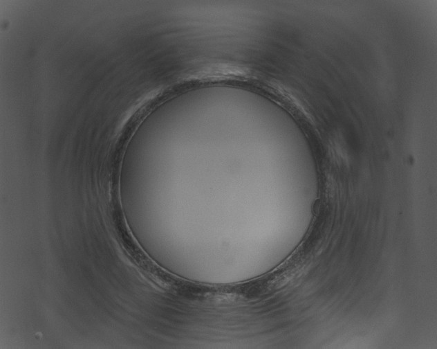 X0000074260539200608250902