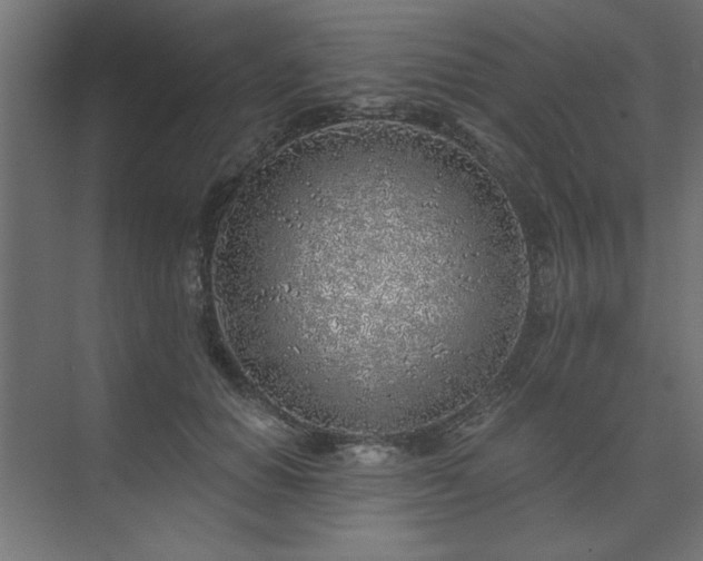 X0000074260654200608251227