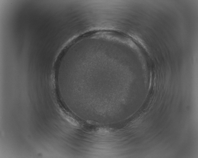 X0000074260684200608251227