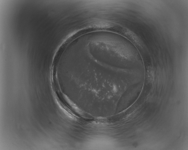 X0000074260726200608251225