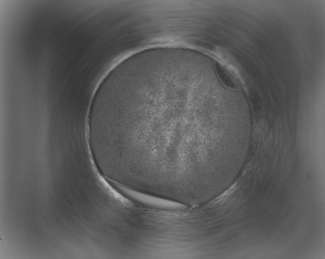 X0000074261239200608251218