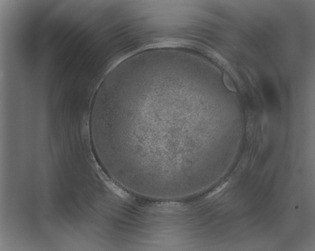 X0000074261417200608251214