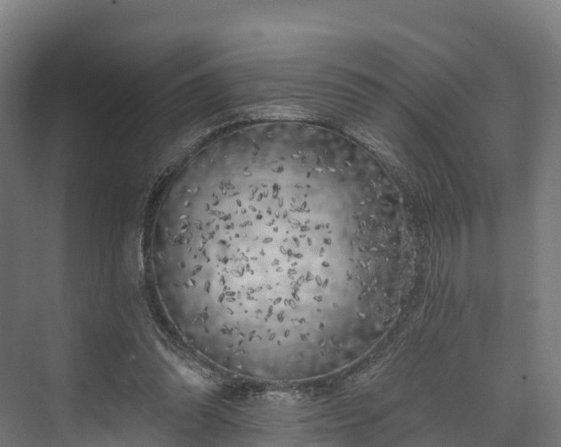 X0000074260302200609011350