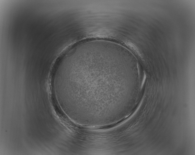 X0000074260680200609011343