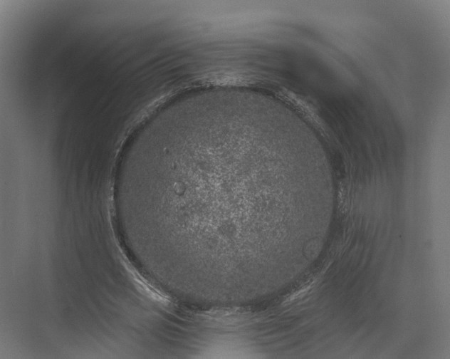 X0000074260725200609011342