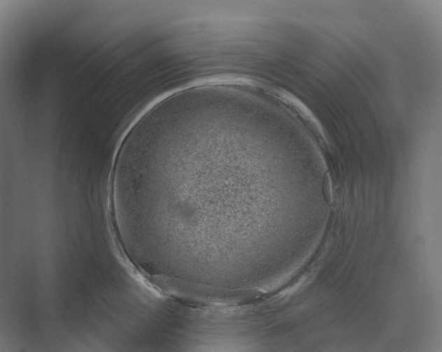 X0000074260860200609011341