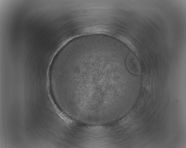 X0000074261031200609011337