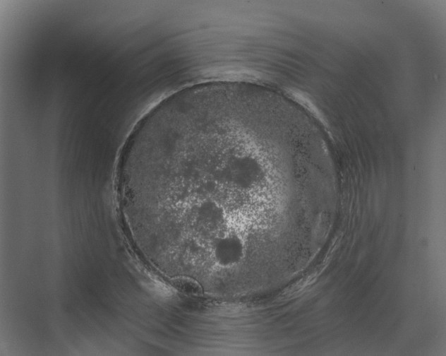 X0000074261071200609011337