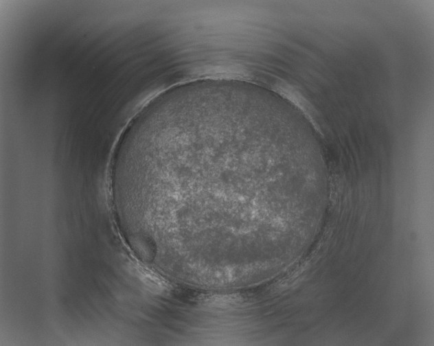 X0000074261074200609011336