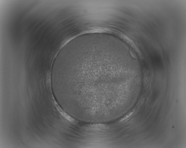 X0000074261417200609011331