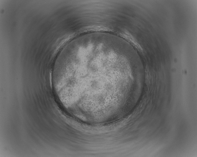 X0000074260014200609081747