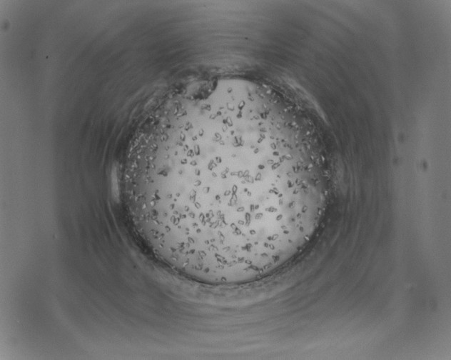 X0000074260026200609081747