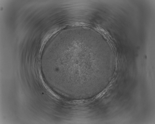 X0000074260049200609081746