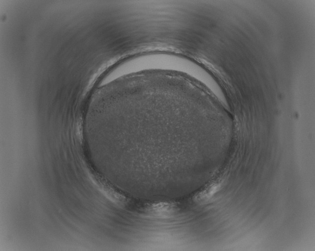 X0000074260064200609081746