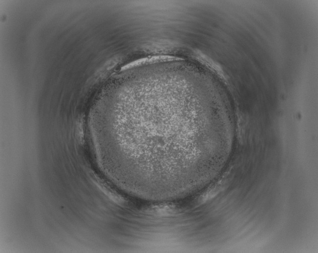 X0000074260065200609081746