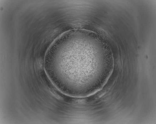 X0000074260081200609081747